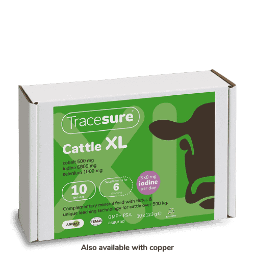TRACESURE CATTLE XL + COPPER 10 PACK