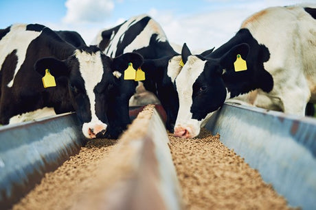 Dairy