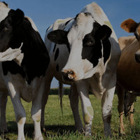 item-Banner