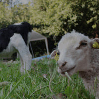 item-Banner